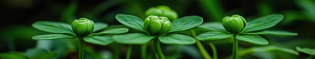 Green clover plants with buds on a spring day photo