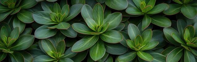 Lush green succulent plants in a natural arrangement photo