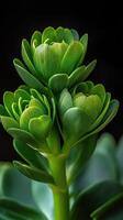 Succulent plant with vibrant green leaves close up photo
