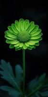 Unique green flower stands tall against a dark background photo