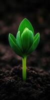 New plant sprout emerging from rich dark soil in spring photo