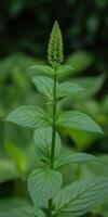Green plant with a spiky flower in a lush environment photo