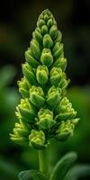 Green plant with unique structure growing in natural setting photo