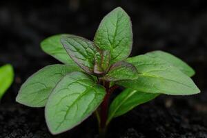 Green seedlings growing in rich soil under soft light photo