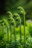 Fern shoots emerging in a lush green forest setting photo