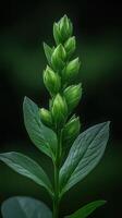 New plant growth reaching towards sunlight in early spring photo