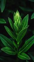 Close-up of green plant bud emerging in nature photo