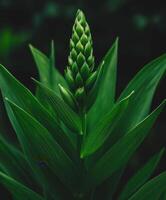 Green plant emerging with layered leaves in a dark setting photo