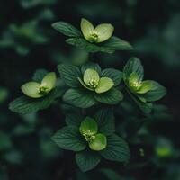 Green leaves and delicate blossoms in a serene garden setting photo