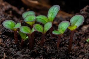 Small green seedlings emerging from rich dark soil in spring photo