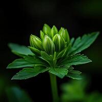 Green plant buds emerging in a lush forest environment photo