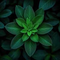 Lush green plant showing intricate leaf patterns in nature photo