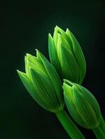 Green flower buds emerge in soft light against dark backdrop photo