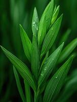 Fresh green plant leaves covered in water droplets in nature photo