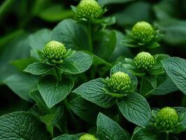 Green plant buds surrounded by lush foliage in garden setting photo