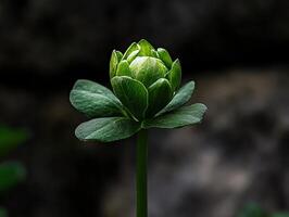 Green plant with petals emerging from dark background photo