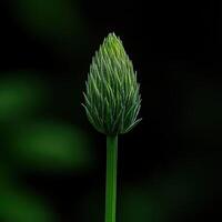 Lush green plant bud reaching for the light photo