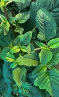 The fresh green spinach leaves the background natural photo