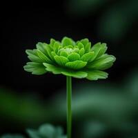 Green flower blooming in dark, moody background setting photo