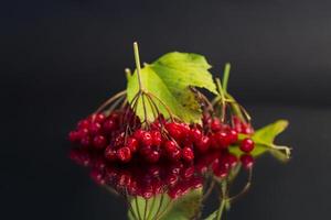 branch of ripe red viburnum, isolated on black background photo