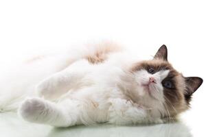 Happy beautiful Ragdoll cat isolated on white background photo