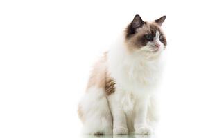 Happy beautiful Ragdoll cat isolated on white background photo