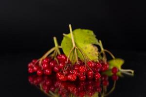 branch of ripe red viburnum, isolated on black background photo