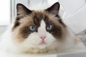 Portrait of a beautiful Ragdoll cat in a home environment photo