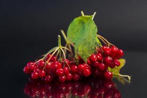 branch of ripe red viburnum, isolated on black background photo