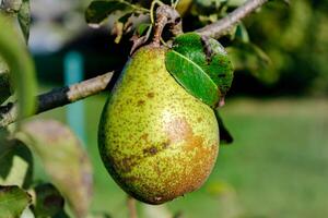 Pear on a young tree in a garden, different varieties, william pear, bon chretien pear, conference pear, healthy food photo