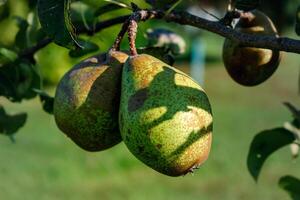 Pear on a young tree in a garden, different varieties, william pear, bon chretien pear, conference pear, healthy food photo