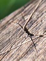 A close up of a crack in a wooden piece photo