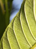 A close up of a leaf with a blue sky in the background photo