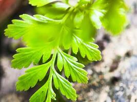 A close up of a green plant with leaves photo