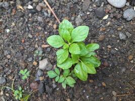 A top-down view of a young plant with vibrant green leaves, glistening with water droplets, growing in dark, rocky soil. The plant appears to be thriving despite the harsh environment. photo