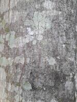 a close-up of tree bark with a rugged texture, displaying natural cracks and patterns. The bark has earthy tones of gray and brown, with some hints of orange photo