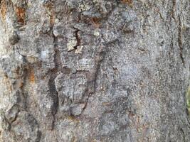 a close-up of tree bark with a rugged texture, displaying natural cracks and patterns. The bark has earthy tones of gray and brown, with some hints of orange photo