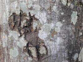 a close-up of tree bark with a rugged texture, displaying natural cracks and patterns. The bark has earthy tones of gray and brown, with some hints of orange photo