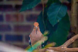 A Eurasian Hoopoe perched on a tree branch in a zoo, showcasing its distinctive crown like feathers and vibrant colors. The bird is surrounded by the lush greenery of its habitat photo