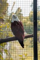 A powerful eagle perched at the zoo, showcasing its sharp features and intense gaze. The birds majestic presence highlights the beauty of wildlife in a natural habitat photo