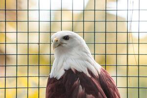 A powerful eagle perched at the zoo, showcasing its sharp features and intense gaze. The birds majestic presence highlights the beauty of wildlife in a natural habitat photo