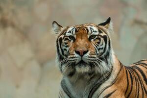 A Sumatran tiger resting peacefully at the zoo, showing its beautiful orange coat and black stripes. The majestic predator enjoys a moment of calm in its natural habitat photo