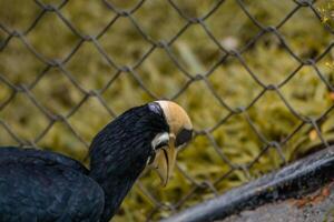 A white bellied hornbill perched on a tree branch in a zoo, showcasing its distinctive features and vibrant plumage. The bird is surrounded by the natural environment of the zoo photo