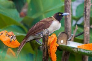 A Paradisaea Apoda, also known as the Lesser Bird of Paradise, in a cage at the zoo. The bird showcases its vibrant plumage, adding a touch of beauty to its zoo habitat photo
