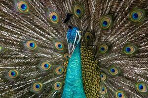 A beautiful peacock at the zoo with its tail fully spread, showcasing vibrant colors and intricate patterns. The setting highlights its elegance in a natural environment photo