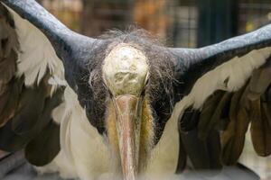 A close up shot of a stork taken at a zoo, showcasing its elegant features and white feathers. The background subtly highlights the natural habitat of the bird photo