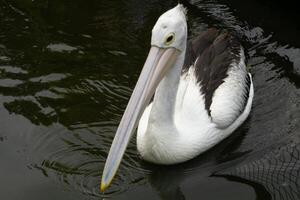 A pelican swimming and playing in the water at the zoo, showcasing its large beak and graceful movements. The lively scene captures the bird playful nature in a natural habitat photo