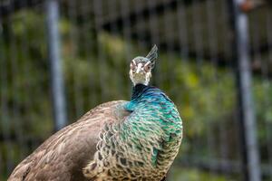 A beautiful peacock at the zoo with its tail fully spread, showcasing vibrant colors and intricate patterns. The setting highlights its elegance in a natural environment photo