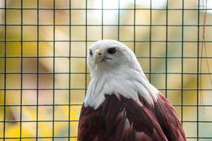 A powerful eagle perched at the zoo, showcasing its sharp features and intense gaze. The birds majestic presence highlights the beauty of wildlife in a natural habitat photo