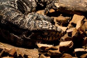 A reptile resting on a dry tree branch, illuminated by soft lamp light in a zoo. The unique ambiance and the reptile calm posture highlight the beauty of the zoo's natural setting photo